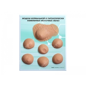 Модель молочная железа